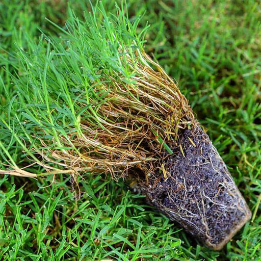 bermuda lawn grass - 250 g seeds