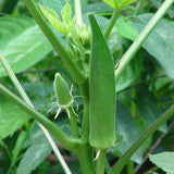 Bhindi, Okra F1 No.3 - Vegetable Seeds