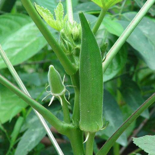 bhindi - vegetable seeds