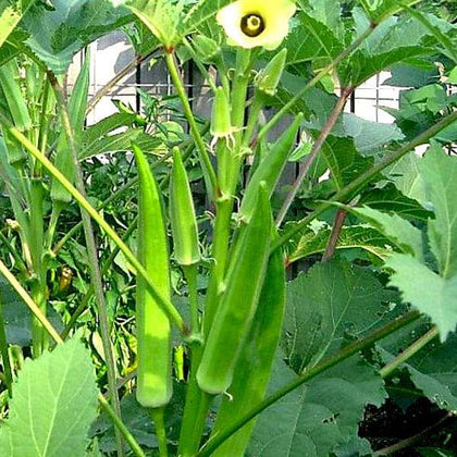 bhindi plant in pot Buy Bhindi, Okra F1 Sujata