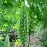 Bitter Gourd Chaman - Desi Vegetable Seeds