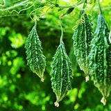 Bitter Gourd F1 Santur - Vegetable Seeds