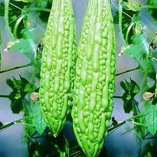 Bitter Gourd Jhalri Long Desi Vegetable Seeds
