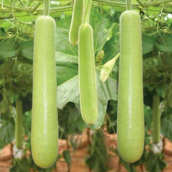 Buy Organic Vegetable Seeds Online From Nurserylive At Lowest Price