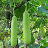 Bottle Gourd Summer Special - Desi Vegetable Seeds
