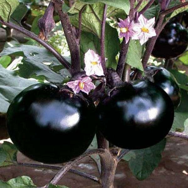 brinjal plant from seed Buy Brinjal F1 Hybrid Round