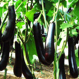 Brinjal F1 Purple Long - Vegetable Seeds