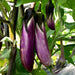 brinjal purple long - desi vegetable seeds