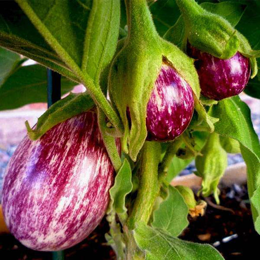 brinjal purple round - desi vegetable seeds