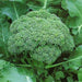 broccoli f1 anastya - vegetable seeds