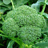 Broccoli Green Imported - Vegetable Seeds