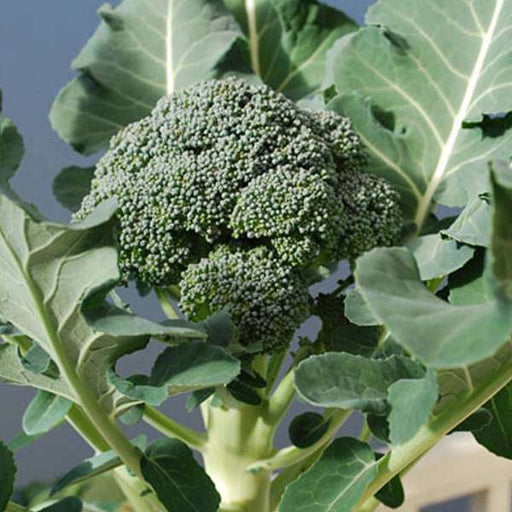 broccoli green - organic vegetable seeds