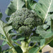 broccoli green - organic vegetable seeds
