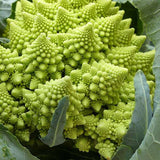 Broccoli Romanesco - Vegetable Seeds