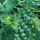 Brussel Sprout Long Island - Vegetable Seeds