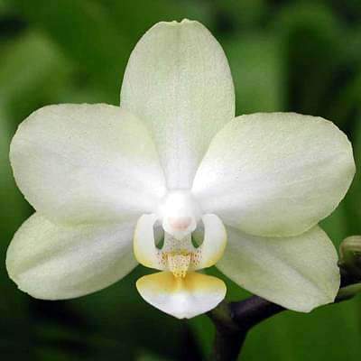 Buy Butterfly Orchid - 5 Seeds online from Nurserylive at lowest price.