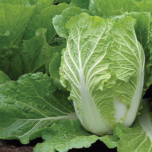 cabbage chinese - organic vegetable seeds
