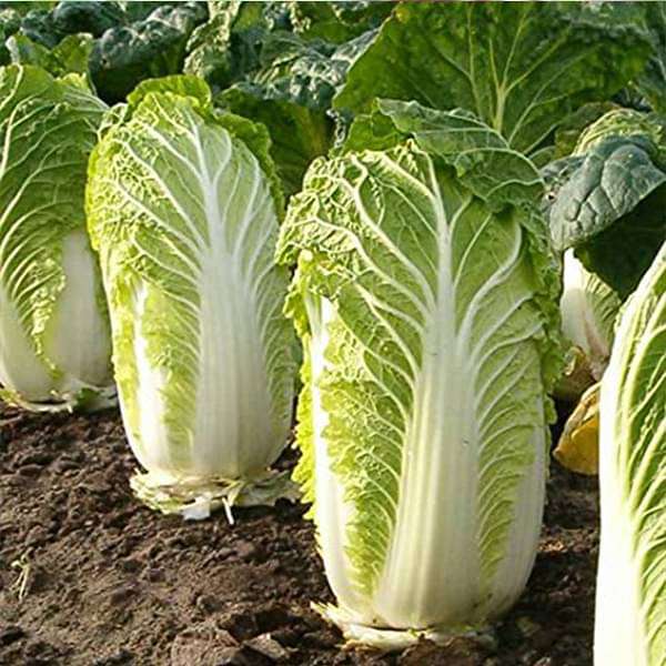 cabbage chinese wong bok - vegetable seeds