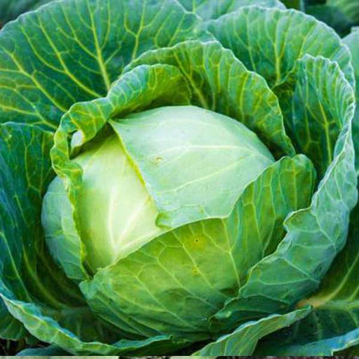 cabbage f1 hybrid - vegetable seeds