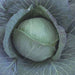 cabbage green ball - desi vegetable seeds