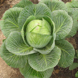 Cabbage Poi - Desi Vegetable Seeds