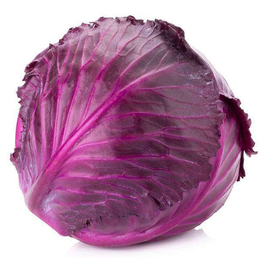 cabbage red imported - vegetable seeds