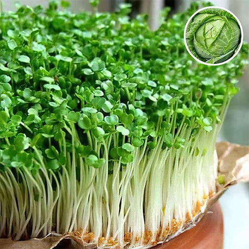 cabbage red micro - microgreen seeds