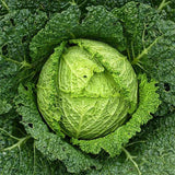 Cabbage Savoy - Heirloom Vegetable Seeds