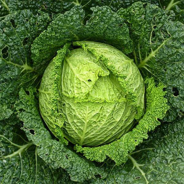 cabbage savoy - heirloom vegetable seeds