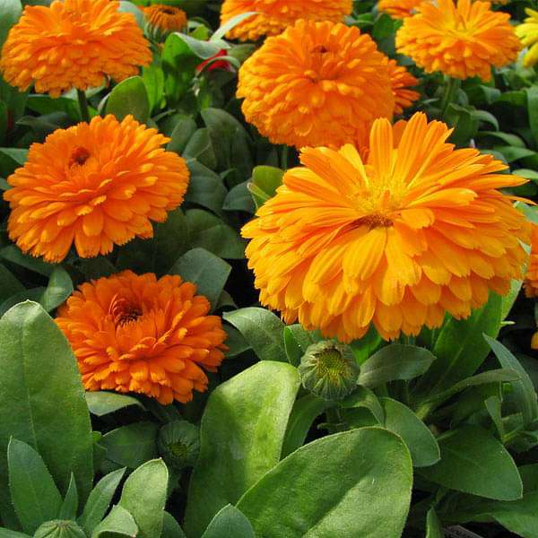 Buy Calendula Bon Bon Orange - Flower Seeds online from Nurserylive at lowest price.