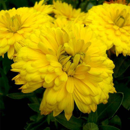 calendula bon bon yellow - flower seeds