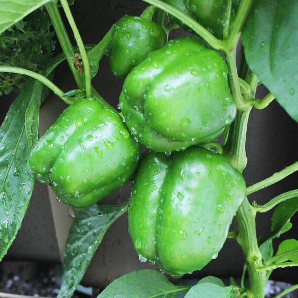 capsicum imported green - vegetable seeds