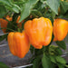 capsicum orange imported - vegetable seeds