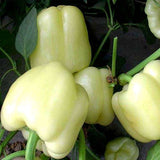 Capsicum White, Bell Pepper Ivory White - Vegetable Seeds