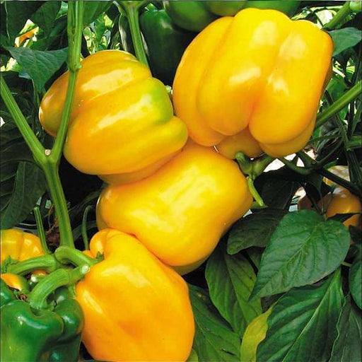 capsicum yellow imported - vegetable seeds