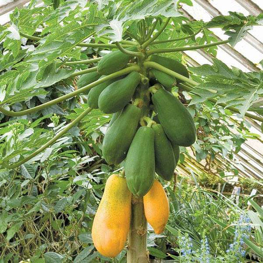 carica papaya - 0.5 kg seeds