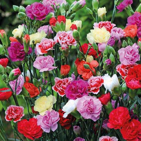 carnation giant chabaud mixed color - flower seeds