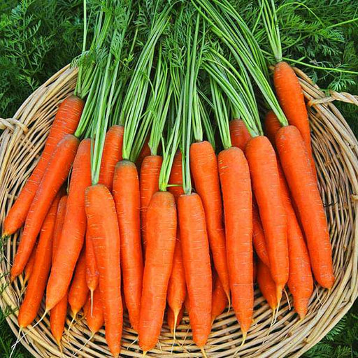 carrot mohan chantenay nantes - vegetable seeds