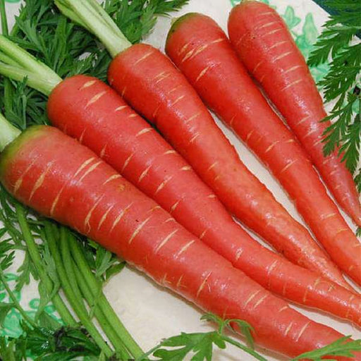 carrot red long - desi vegetable seeds