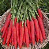 Carrot Selection Red - Vegetable Seeds