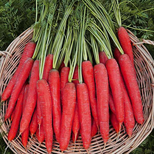 carrot selection red - vegetable seeds