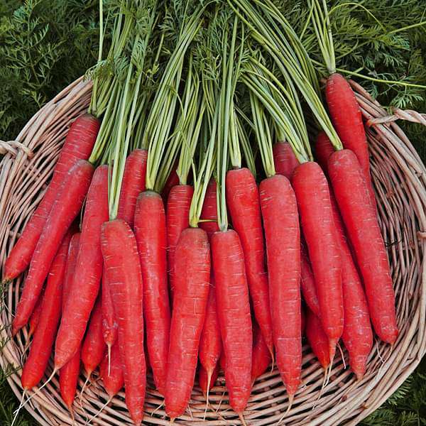 carrot selection red - vegetable seeds