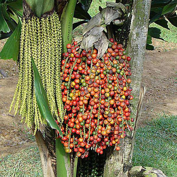Buy Palm Seeds online from Nurserylive at lowest price.