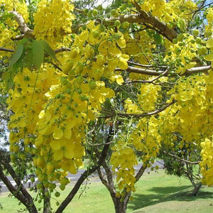 Buy Flower of Kerala, Bahava - Plant online from Nurserylive at lowest ...