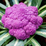 Cauliflower Di Sicilia Violetto - Vegetable Seeds