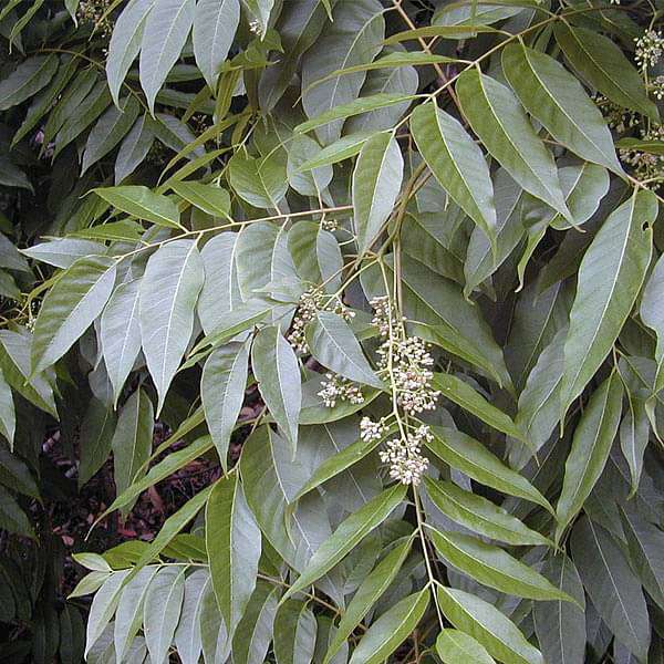 Cedrela Toona, Indian Cedar - 0.5 kg Seeds | NurseryLive — Nurserylive