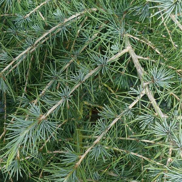 Buy Cedrus Deodara, Devdar