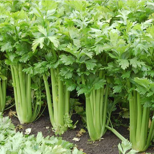 celery imported - vegetable seeds