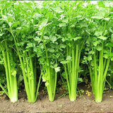 Celery - Organic Herb Seeds