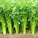 celery - organic herb seeds